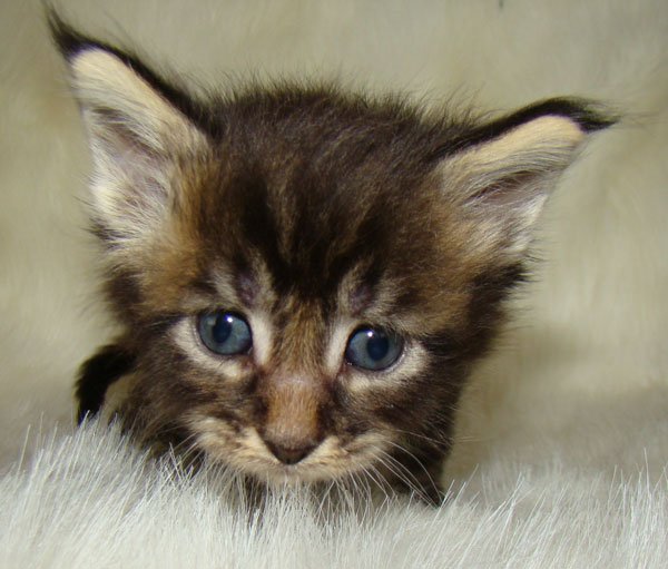     Catsvill County!   !    !       !!!    Catsvill County +7-926-544-74-09     .   ,   ,   ,    ,   ,  ,     ,   -,    ,   !